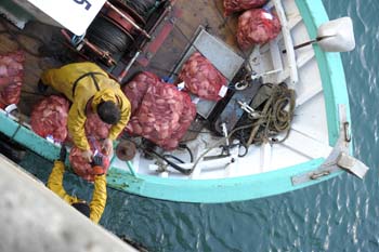 Pécheur en mer des côtes d'armor