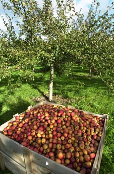 Productions agricoles des côtes d'armor