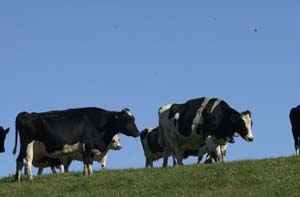 Productions agricoles des côtes d'armor